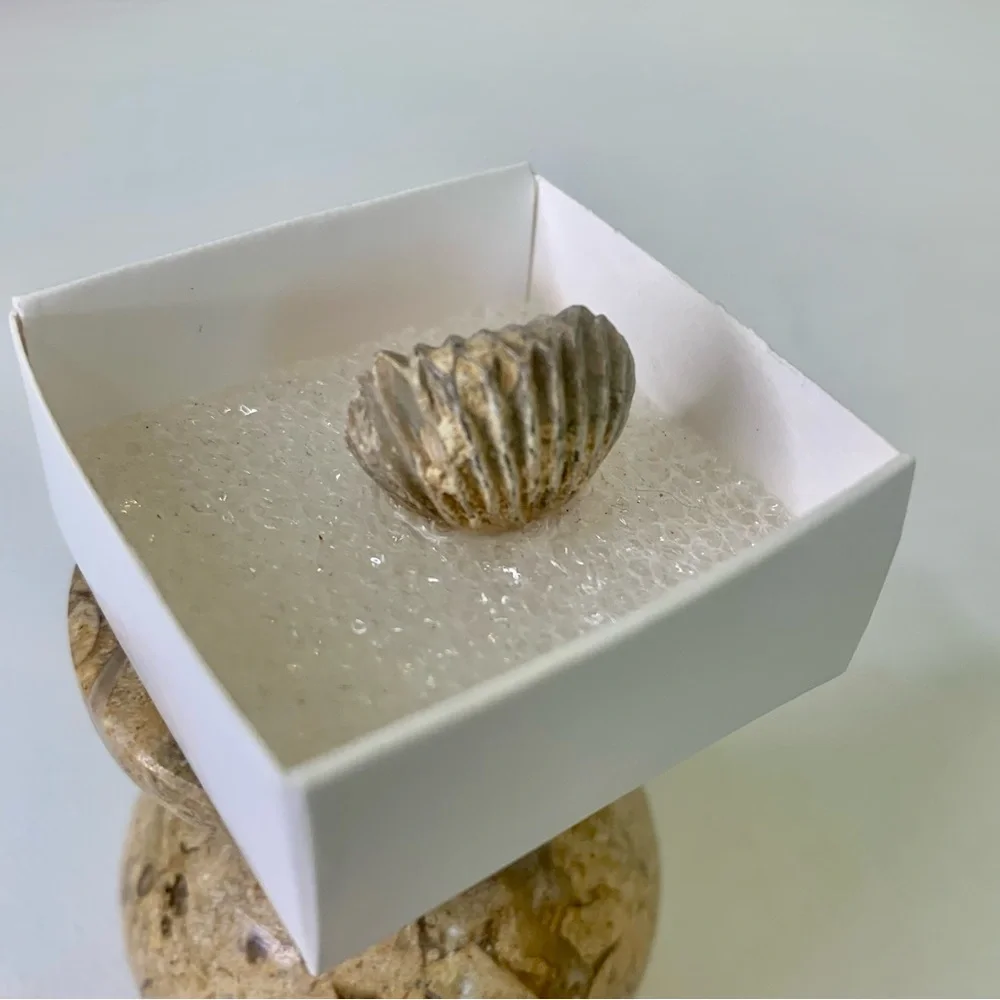 Brachiopod Fossil Rhynchoellida Boujdour Western Sahara Morocco Cretaceous Boxed
